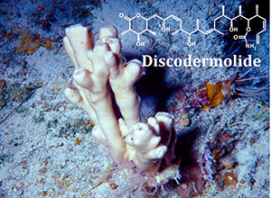 The cancer-fighting compound discodermolide, extracted from a sea sponge