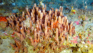 previously unknown deep-sea coral reef