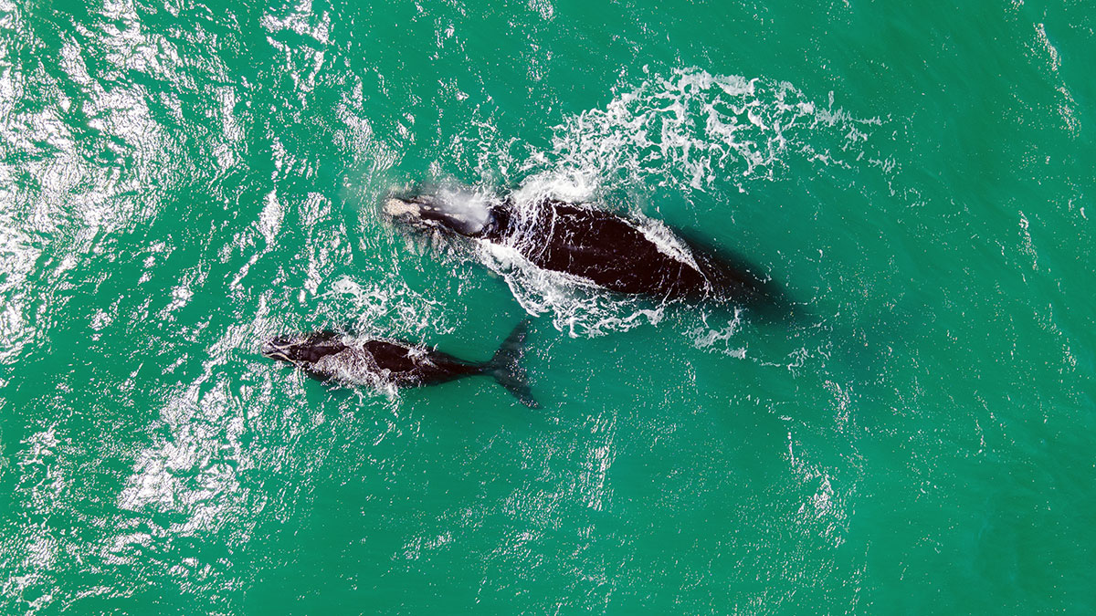 A North Atlantic right whale, Derecha, and her calf